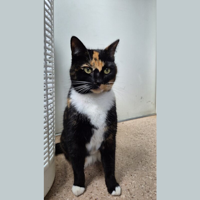 Photo of Pip
