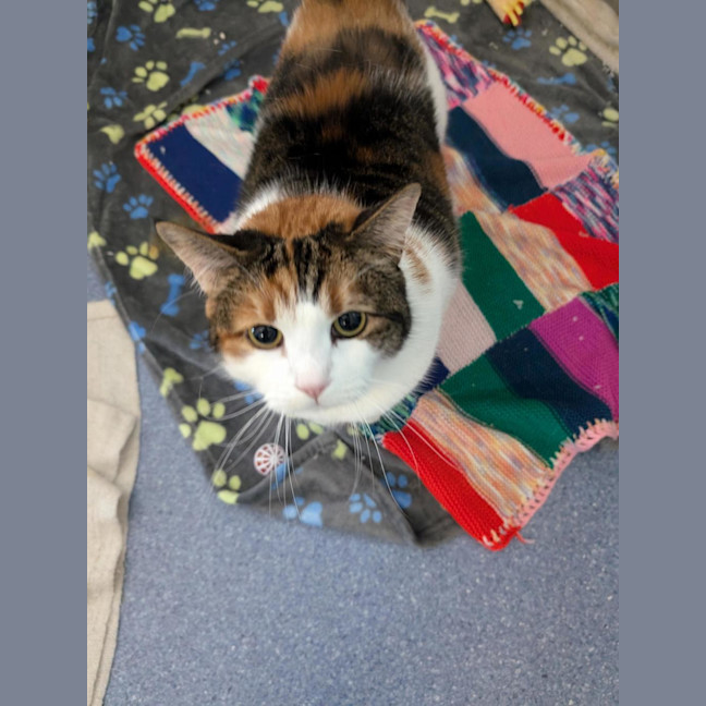 Photo of Pumpkin