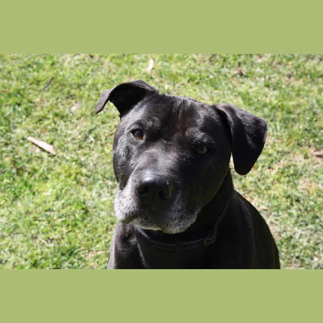 Photo of Ziggy And Zepha