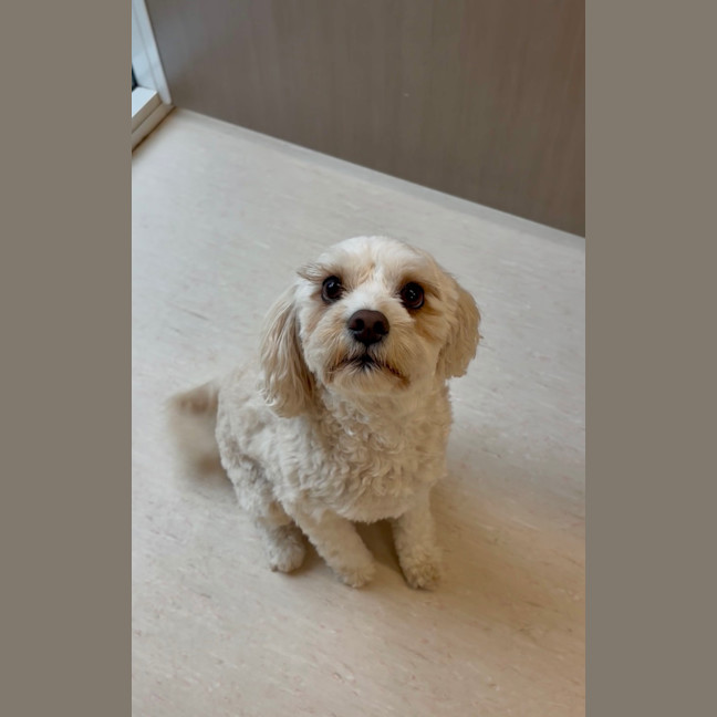 Photo of Cookie