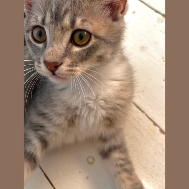 Photo of Boo