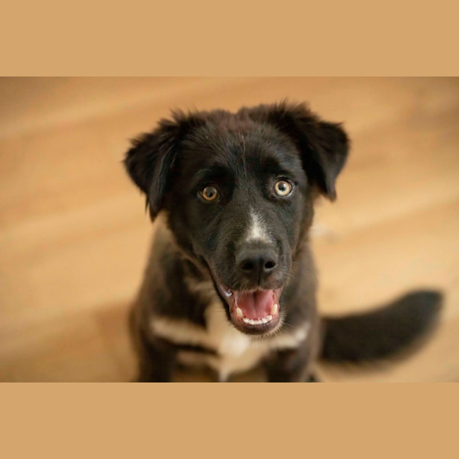 Photo of Monty   1 Year Old Husky X