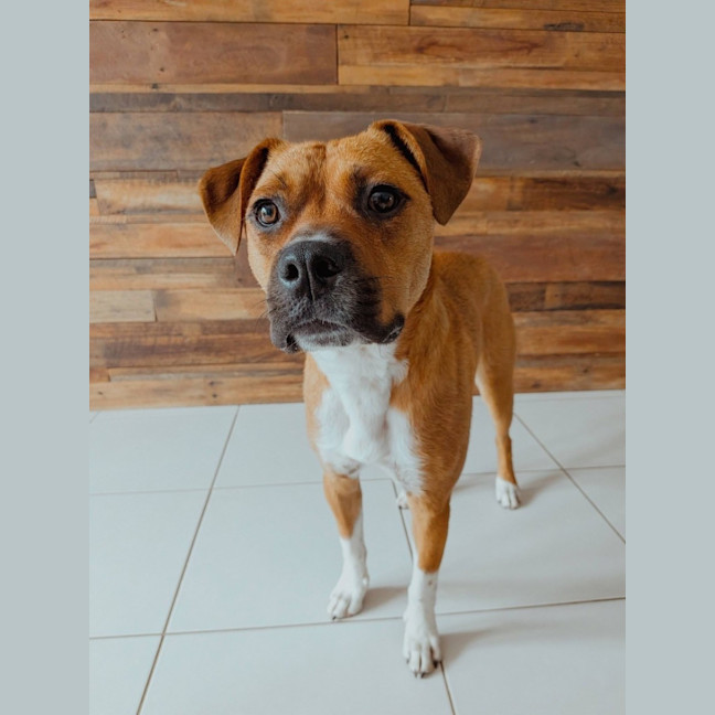 Photo of Brutus *$350 Adoption Fee* 