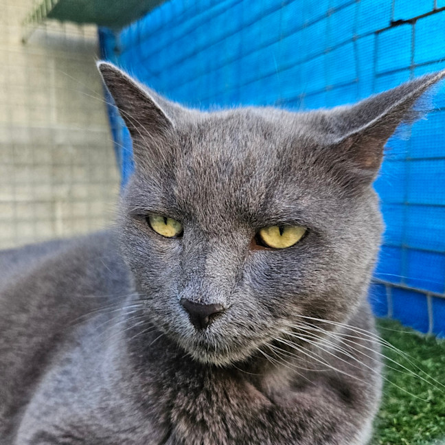 Photo of Shadow, Lord Of The Greybeards