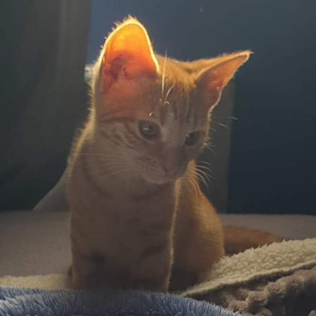 Photo of Dora The Explorer