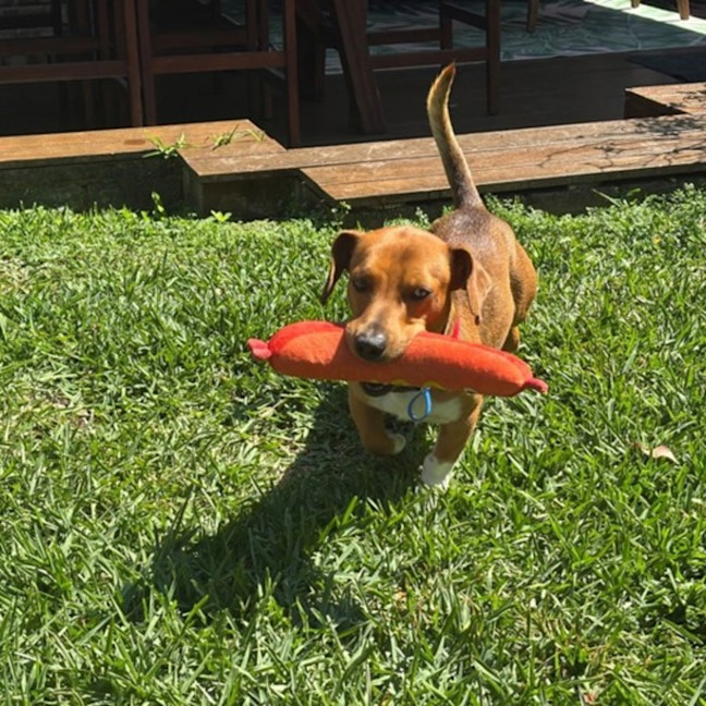 Photo of Archie