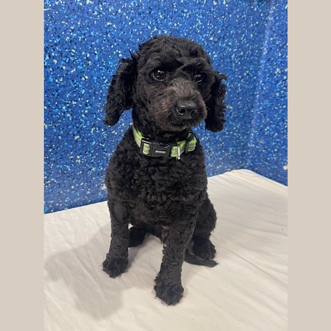 Photo of Scruffy