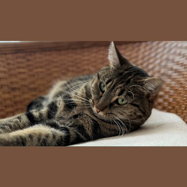 Photo of Sweet Pea