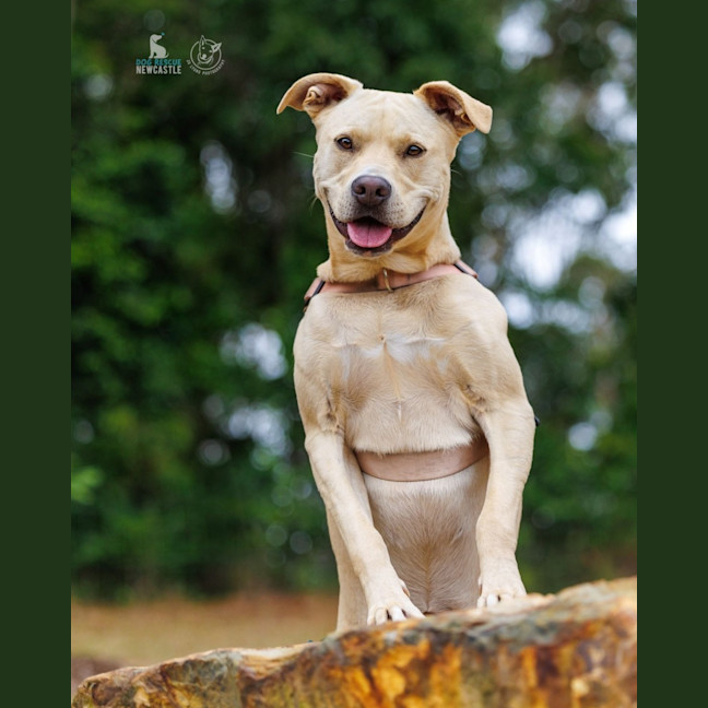 Photo of Chilli   22 Month Old Staffy X