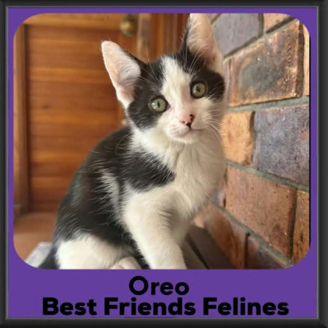 Photo of Oreo