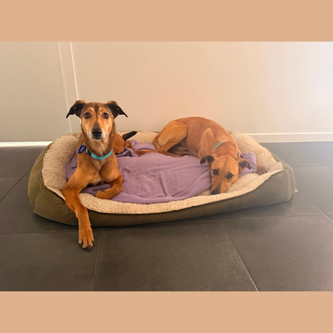 Photo of Snickers & Caramel