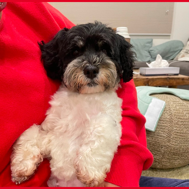 Photo of Rosie