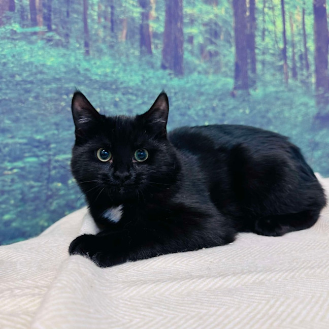 Photo of Skye   Located In Preston