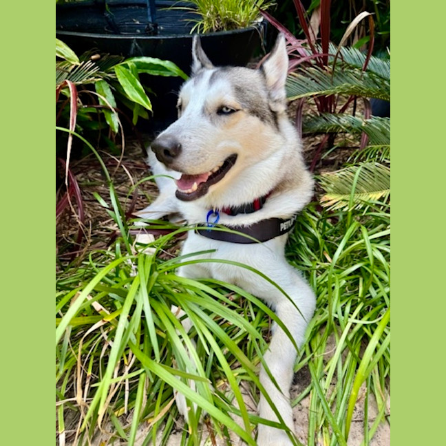 Photo of Halo   22 Month Old Husky