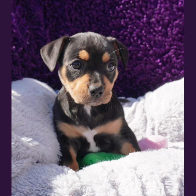 Photo of Tilly