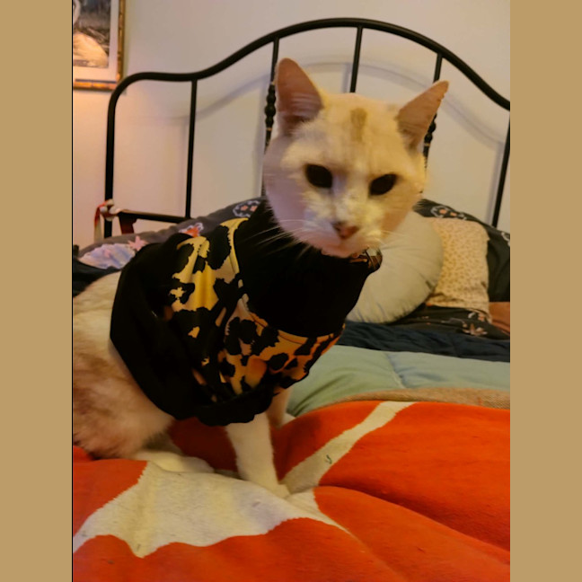Photo of Herbert