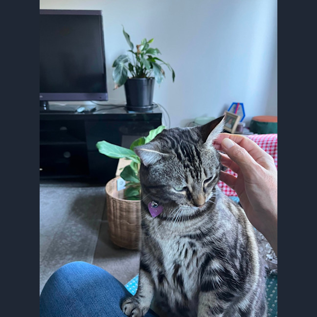 Photo of Tilly The Chunky Tabby 