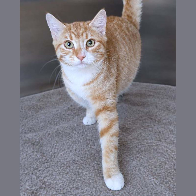 Photo of Pickles