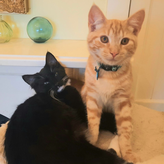 Photo of Jackson & Malakai   Located In Albert Park