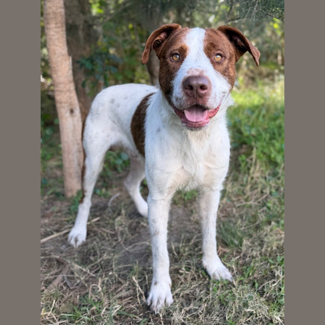Photo of Tango