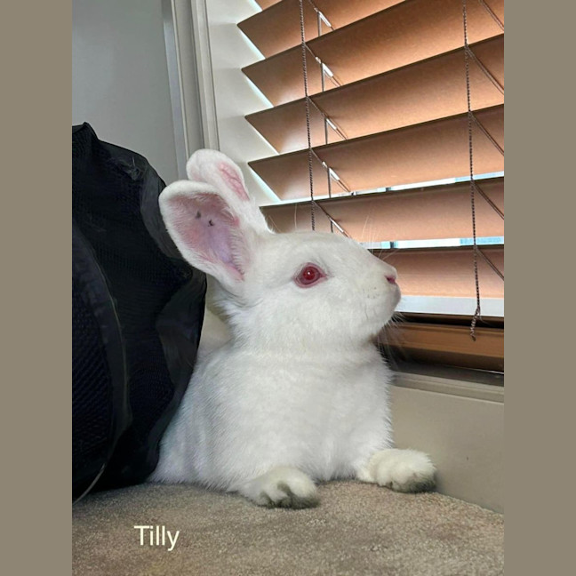 Photo of Milkshake And Tilly