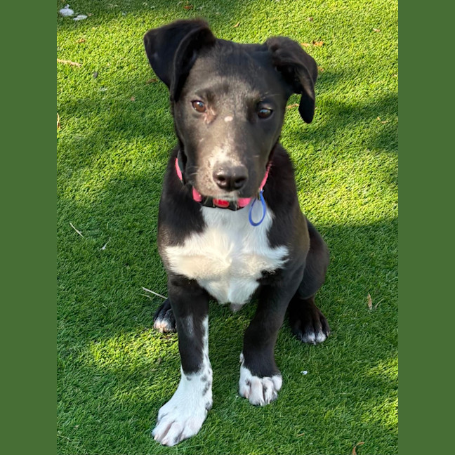 Photo of Wally   8 Month Old Kelpie X