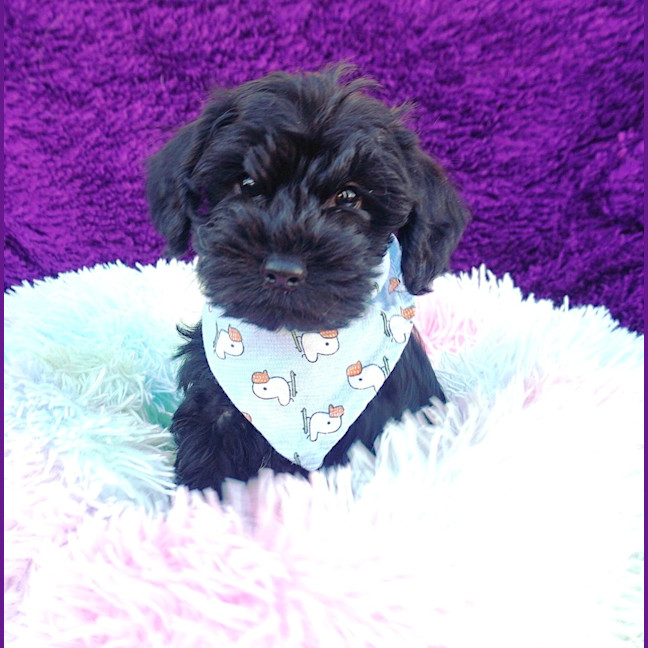 Photo of Truffle