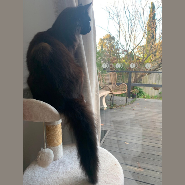 Photo of Puff