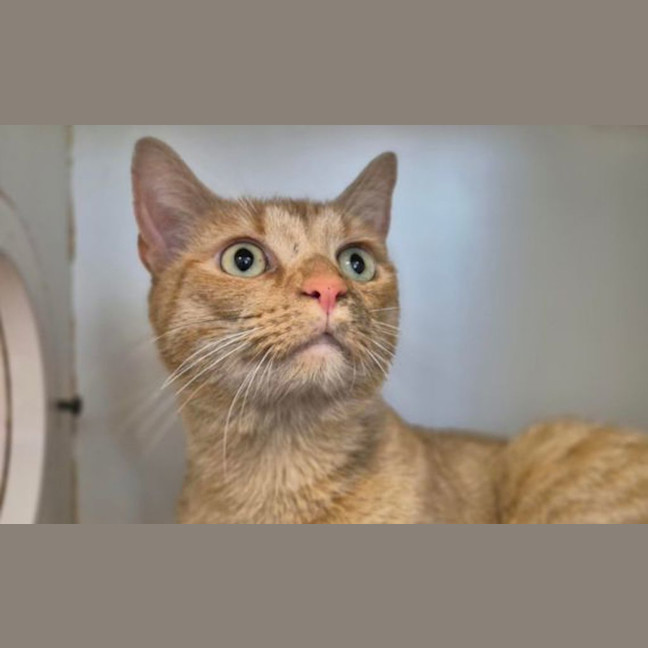 Photo of Simba