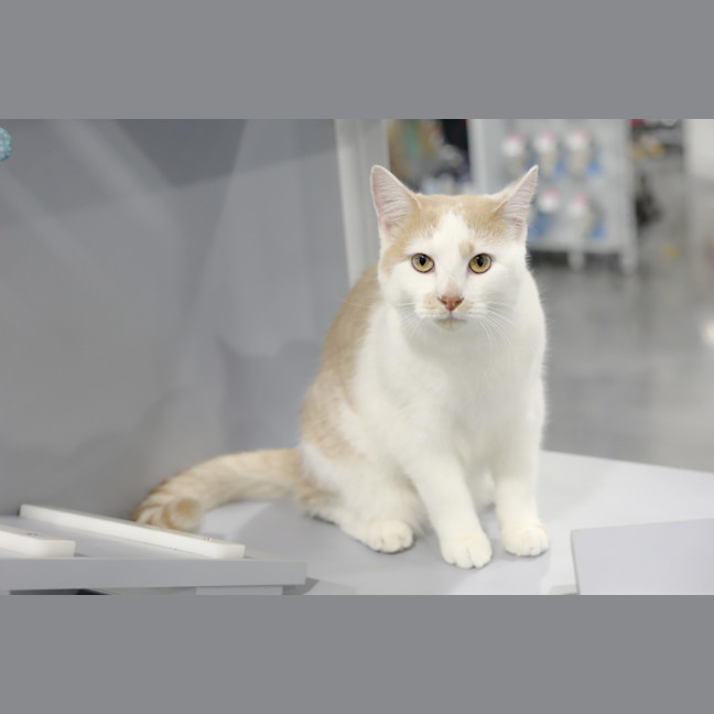 Photo of Fizz