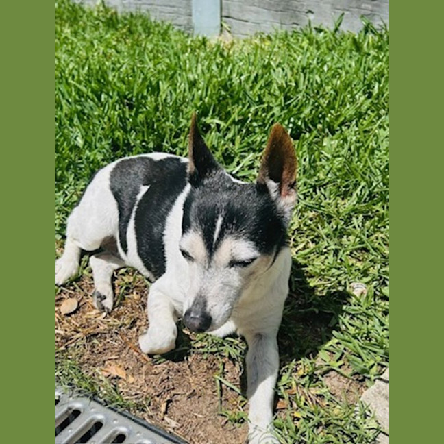 Photo of China   14 Year Old Tenterfield Terrier