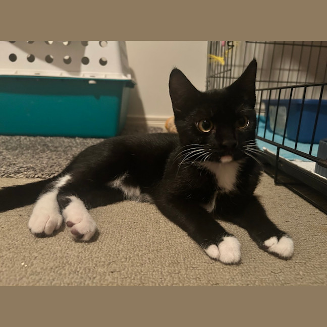 Photo of Rocket