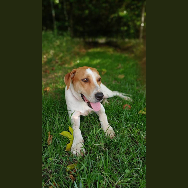 Photo of Merlin