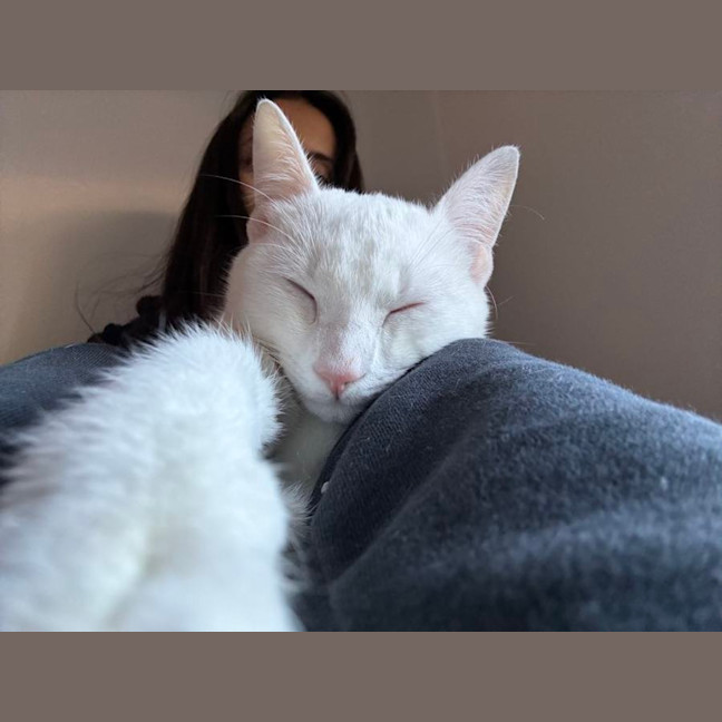 Photo of Caju* 9 Lives Rescue*💛