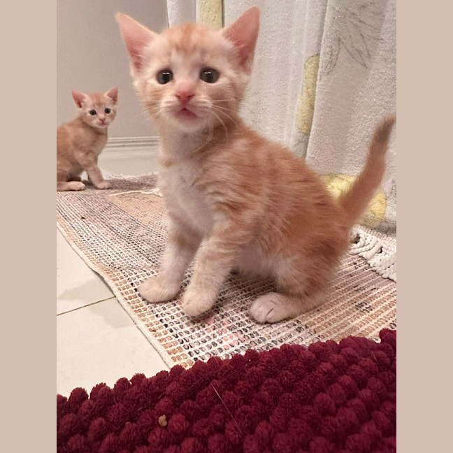 Photo of Ginger Megs