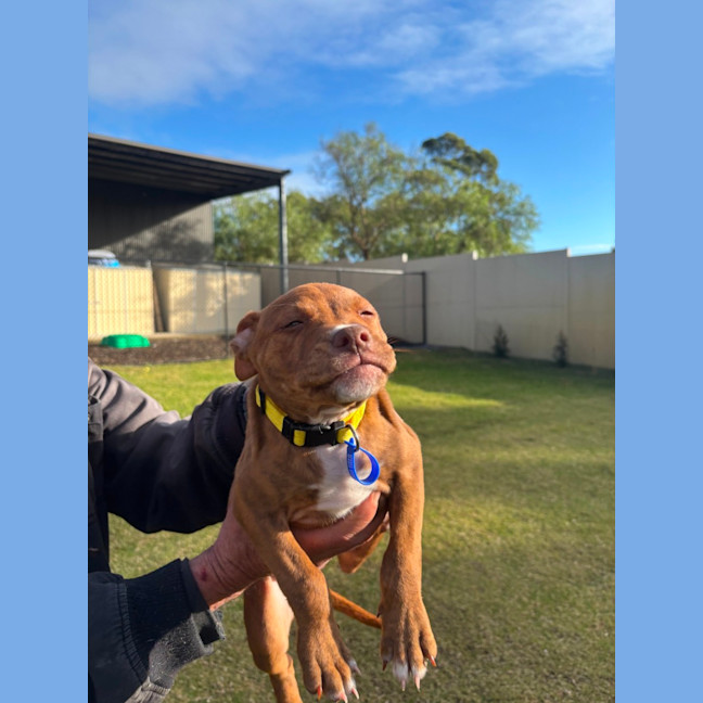 Photo of Sage   4 Month Old Staffy X