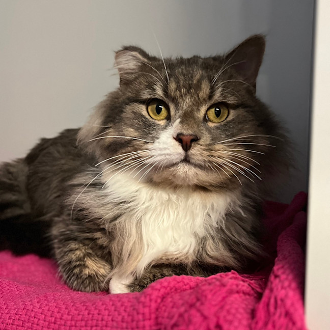 Photo of Hagrid