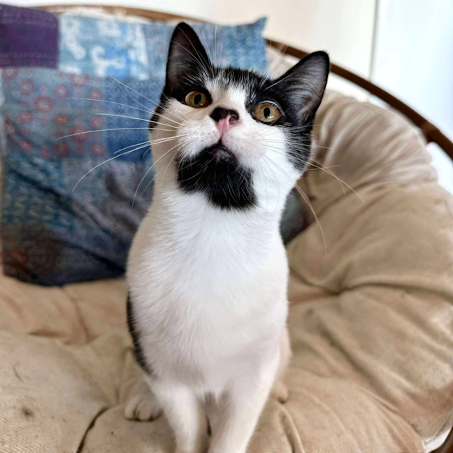 Photo of Sammy   Located In Eltham