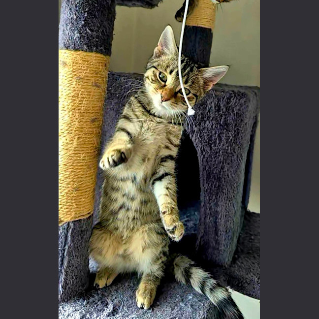 Photo of Xena