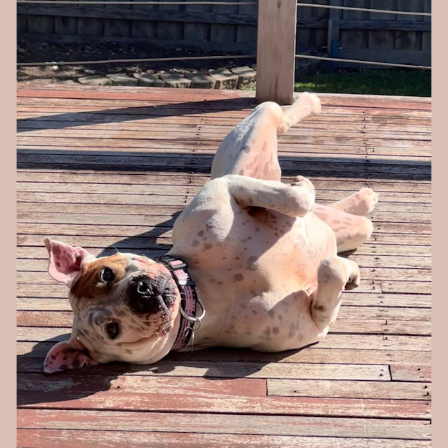 Photo of Sumo