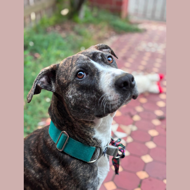 Photo of Gracie