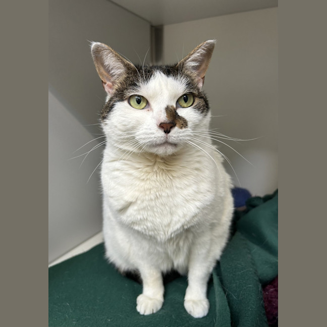 Photo of Evie (Bonded To Gimli)