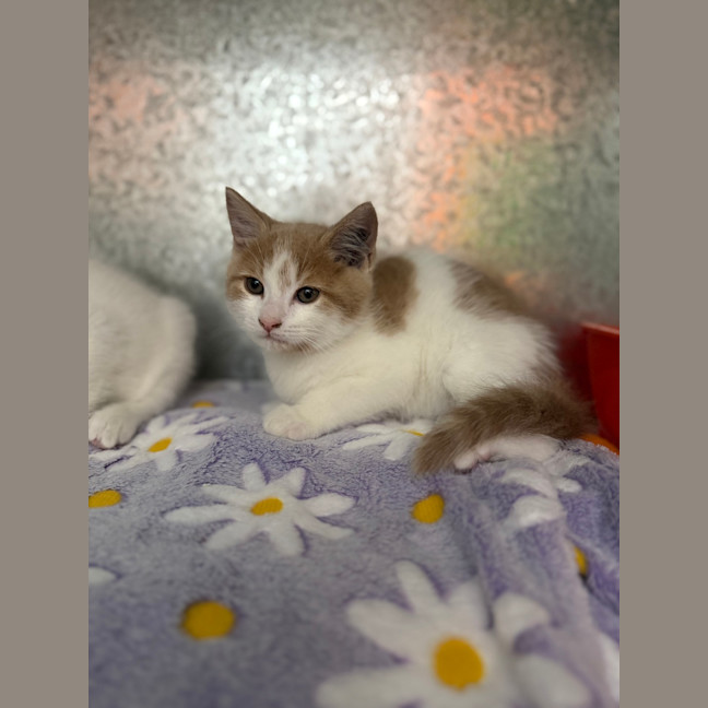 Photo of Ginger Snap