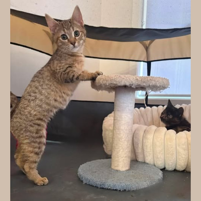 Photo of Chai