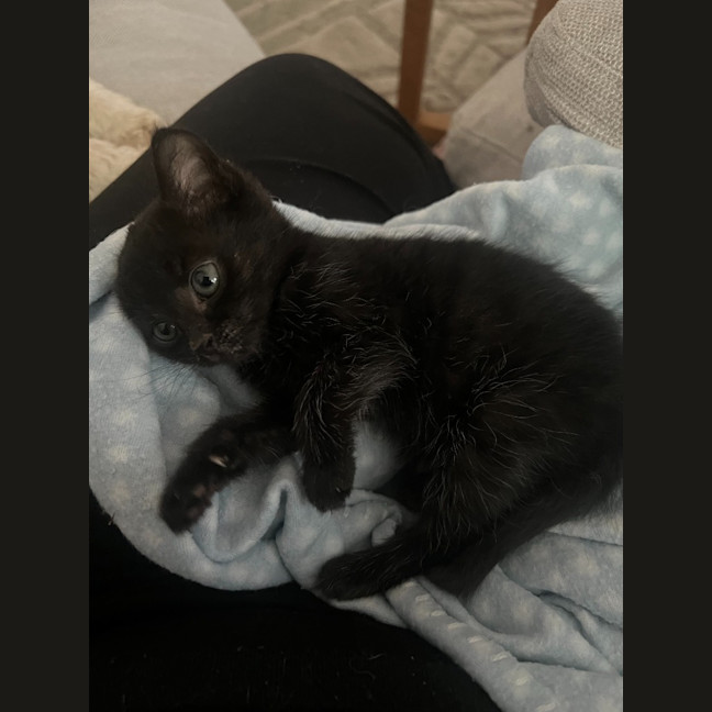 Photo of Burnt Marshmallow (Burni)