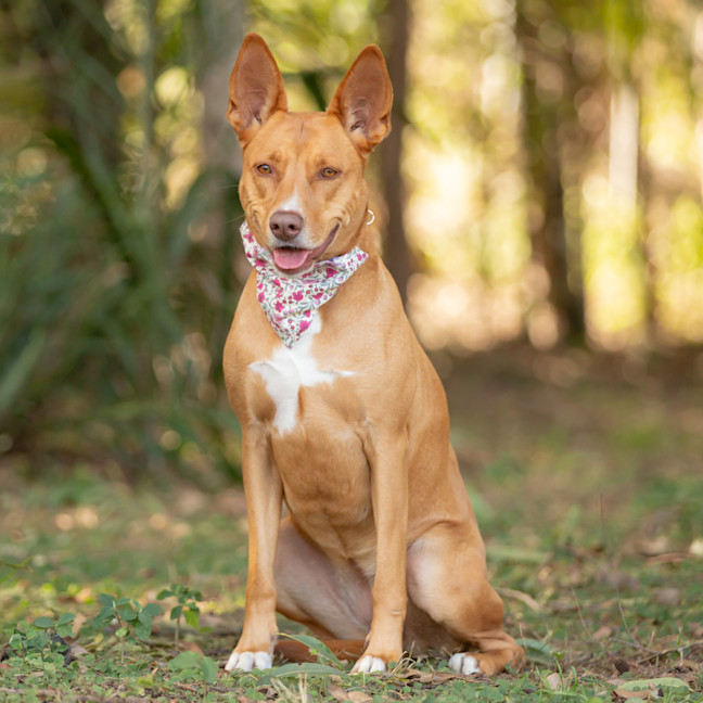 Photo of Honey