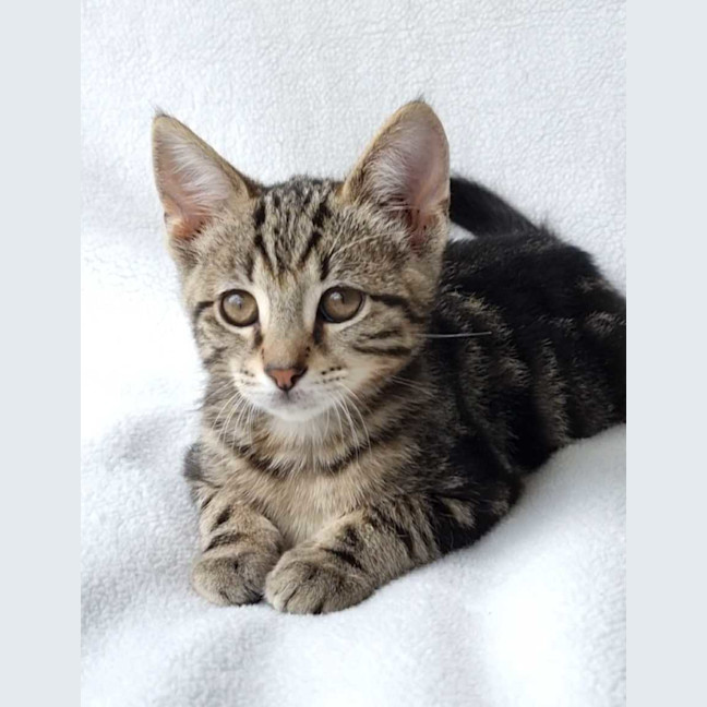 Photo of Houdini