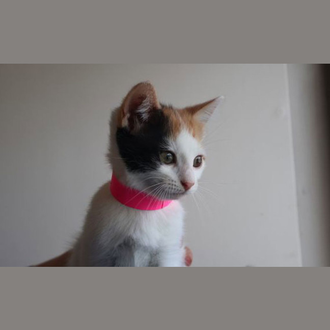 Photo of Moo