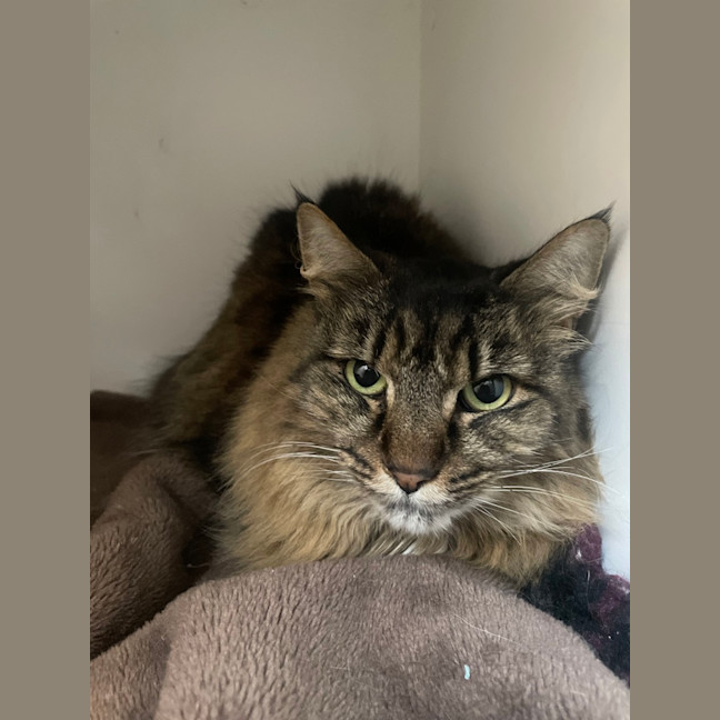 Photo of Cleo (Bonded To Bella)