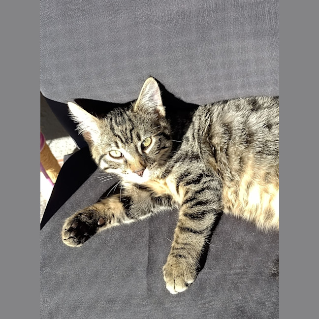 Photo of Rex